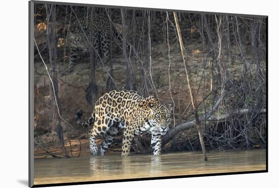 Brazil, The Pantanal, Rio Cuiaba, A female jaguar and her cub on the river.-Ellen Goff-Mounted Photographic Print