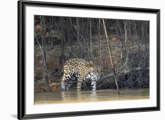 Brazil, The Pantanal, Rio Cuiaba, A female jaguar and her cub on the river.-Ellen Goff-Framed Premium Photographic Print