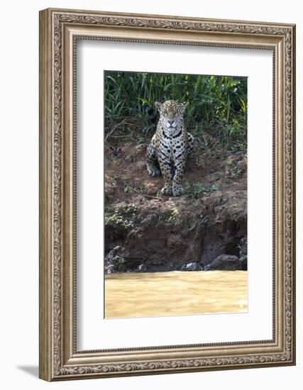 Brazil, The Pantanal, Rio Cuiaba, A female jaguar sits on the river bank watching for prey.-Ellen Goff-Framed Photographic Print