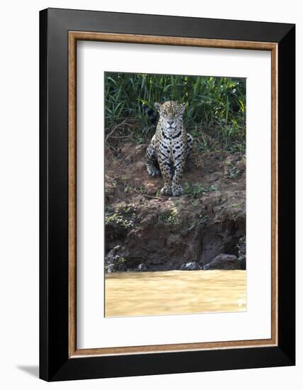 Brazil, The Pantanal, Rio Cuiaba, A female jaguar sits on the river bank watching for prey.-Ellen Goff-Framed Photographic Print