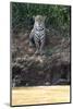 Brazil, The Pantanal, Rio Cuiaba, A female jaguar sits on the river bank watching for prey.-Ellen Goff-Mounted Photographic Print