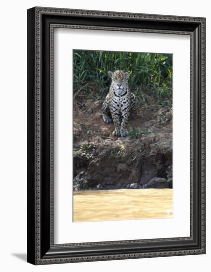 Brazil, The Pantanal, Rio Cuiaba, A female jaguar sits on the river bank watching for prey.-Ellen Goff-Framed Photographic Print