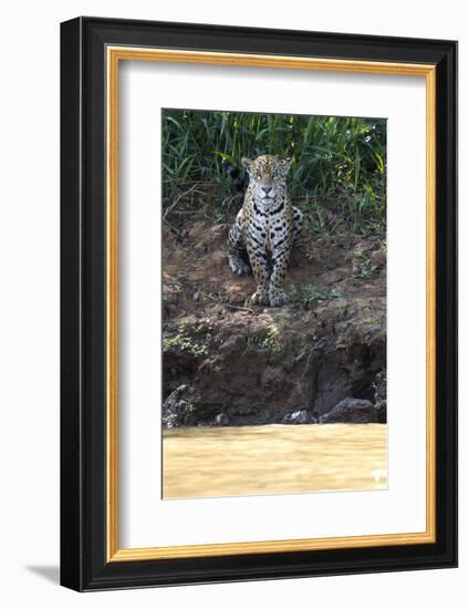 Brazil, The Pantanal, Rio Cuiaba, A female jaguar sits on the river bank watching for prey.-Ellen Goff-Framed Photographic Print