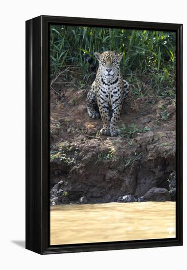 Brazil, The Pantanal, Rio Cuiaba, A female jaguar sits on the river bank watching for prey.-Ellen Goff-Framed Premier Image Canvas