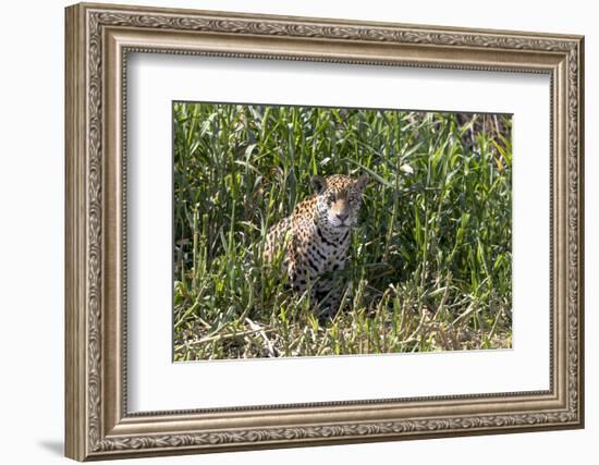 Brazil, The Pantanal, Rio Cuiaba, A female jaguar sits on the river bank watching for prey.-Ellen Goff-Framed Photographic Print