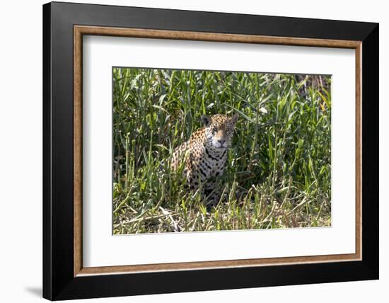 Brazil, The Pantanal, Rio Cuiaba, A female jaguar sits on the river bank watching for prey.-Ellen Goff-Framed Photographic Print