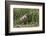 Brazil, The Pantanal, Rio Cuiaba, A female jaguar sits on the river bank watching for prey.-Ellen Goff-Framed Photographic Print