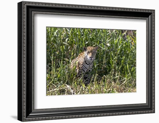 Brazil, The Pantanal, Rio Cuiaba, A female jaguar sits on the river bank watching for prey.-Ellen Goff-Framed Photographic Print