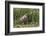 Brazil, The Pantanal, Rio Cuiaba, A female jaguar sits on the river bank watching for prey.-Ellen Goff-Framed Photographic Print