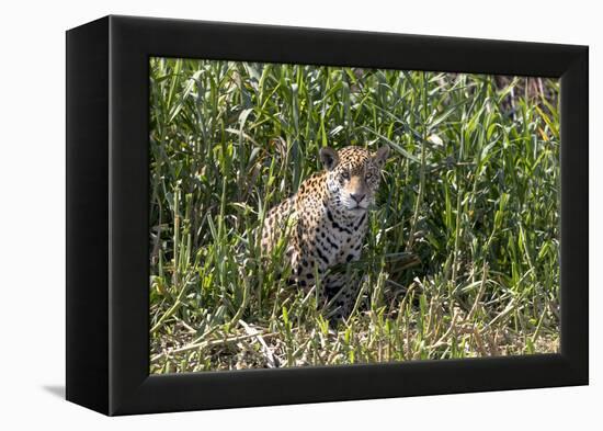 Brazil, The Pantanal, Rio Cuiaba, A female jaguar sits on the river bank watching for prey.-Ellen Goff-Framed Premier Image Canvas