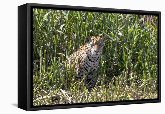 Brazil, The Pantanal, Rio Cuiaba, A female jaguar sits on the river bank watching for prey.-Ellen Goff-Framed Premier Image Canvas