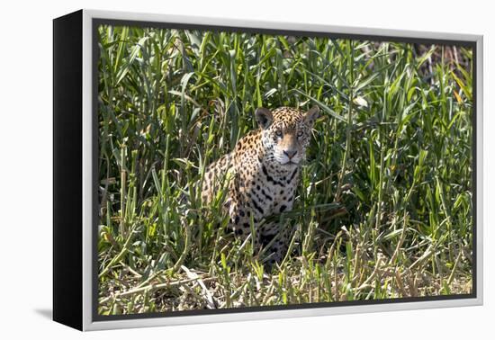Brazil, The Pantanal, Rio Cuiaba, A female jaguar sits on the river bank watching for prey.-Ellen Goff-Framed Premier Image Canvas
