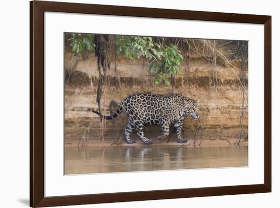 Brazil, The Pantanal, Rio Cuiaba, A jaguar walks along the banks of the river looking for prey.-Ellen Goff-Framed Premium Photographic Print