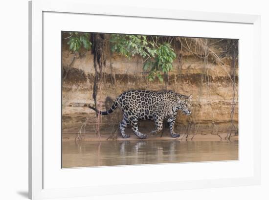 Brazil, The Pantanal, Rio Cuiaba, A jaguar walks along the banks of the river looking for prey.-Ellen Goff-Framed Premium Photographic Print