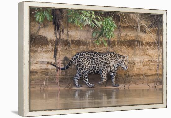Brazil, The Pantanal, Rio Cuiaba, A jaguar walks along the banks of the river looking for prey.-Ellen Goff-Framed Premier Image Canvas