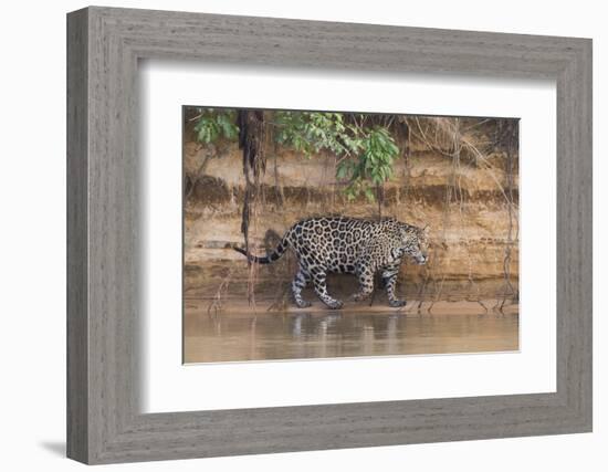 Brazil, The Pantanal, Rio Cuiaba, A jaguar walks along the banks of the river looking for prey.-Ellen Goff-Framed Photographic Print