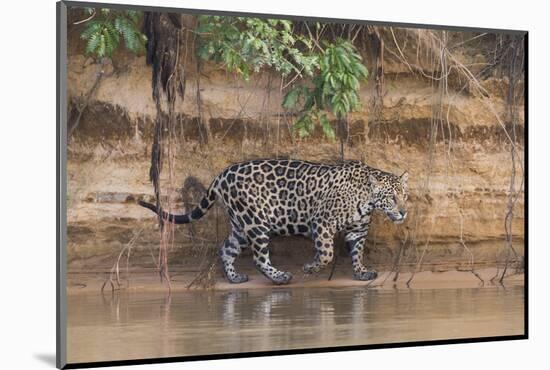 Brazil, The Pantanal, Rio Cuiaba, A jaguar walks along the banks of the river looking for prey.-Ellen Goff-Mounted Photographic Print