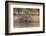 Brazil, The Pantanal, Rio Cuiaba, A jaguar walks along the banks of the river looking for prey.-Ellen Goff-Framed Photographic Print