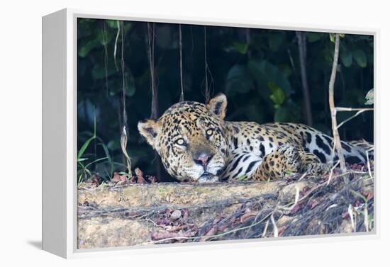 Brazil, The Pantanal, Rio Cuiaba. A large male jaguar suns himself on the riverbank.-Ellen Goff-Framed Premier Image Canvas