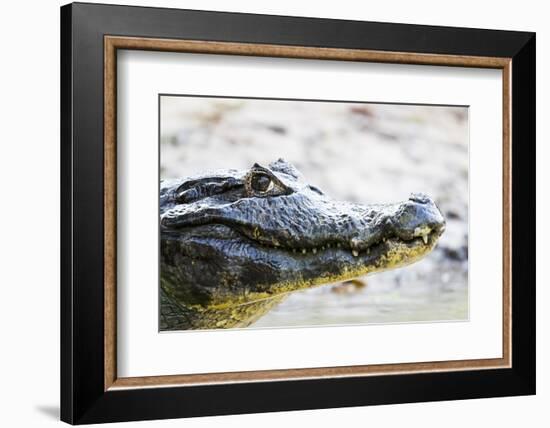 Brazil, The Pantanal, Rio Cuiaba, Portrait of a black caiman sunning itself along the river banks.-Ellen Goff-Framed Photographic Print