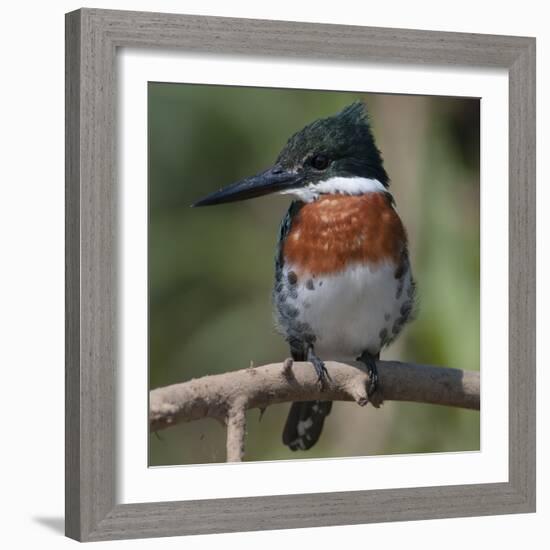 Brazil, the Pantanal Wetland, Green Kingfisher Sitting on a Branch in Early Morning Light-Judith Zimmerman-Framed Photographic Print