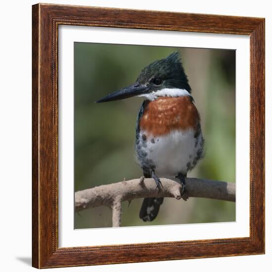 Brazil, the Pantanal Wetland, Green Kingfisher Sitting on a Branch in Early Morning Light-Judith Zimmerman-Framed Photographic Print