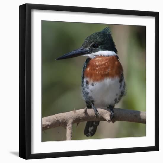 Brazil, the Pantanal Wetland, Green Kingfisher Sitting on a Branch in Early Morning Light-Judith Zimmerman-Framed Photographic Print