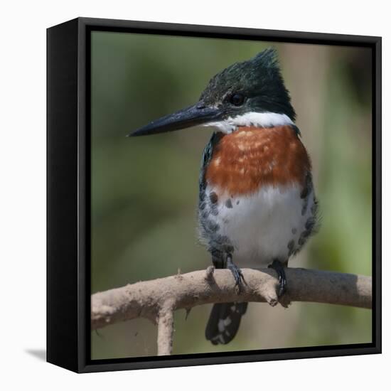Brazil, the Pantanal Wetland, Green Kingfisher Sitting on a Branch in Early Morning Light-Judith Zimmerman-Framed Premier Image Canvas