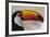 Brazil, the Pantanal Wetland, Toco Toucan in Early Morning Light-Judith Zimmerman-Framed Photographic Print