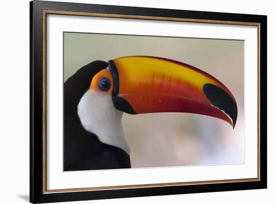 Brazil, the Pantanal Wetland, Toco Toucan in Early Morning Light-Judith Zimmerman-Framed Photographic Print