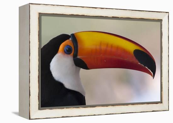 Brazil, the Pantanal Wetland, Toco Toucan in Early Morning Light-Judith Zimmerman-Framed Premier Image Canvas