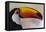Brazil, the Pantanal Wetland, Toco Toucan in Early Morning Light-Judith Zimmerman-Framed Premier Image Canvas
