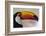 Brazil, the Pantanal Wetland, Toco Toucan in Early Morning Light-Judith Zimmerman-Framed Photographic Print