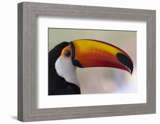 Brazil, the Pantanal Wetland, Toco Toucan in Early Morning Light-Judith Zimmerman-Framed Photographic Print