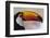 Brazil, the Pantanal Wetland, Toco Toucan in Early Morning Light-Judith Zimmerman-Framed Photographic Print