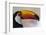 Brazil, the Pantanal Wetland, Toco Toucan in Early Morning Light-Judith Zimmerman-Framed Photographic Print