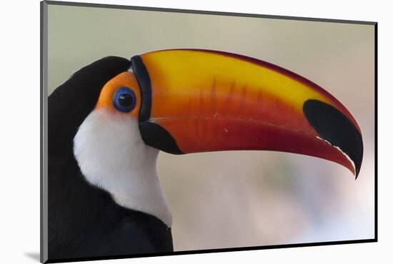 Brazil, the Pantanal Wetland, Toco Toucan in Early Morning Light-Judith Zimmerman-Mounted Photographic Print