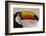 Brazil, the Pantanal Wetland, Toco Toucan in Early Morning Light-Judith Zimmerman-Framed Photographic Print