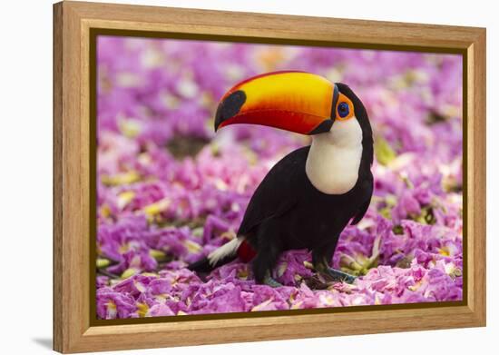 Brazil. Toco Toucan in the Pantanal.-Ralph H^ Bendjebar-Framed Premier Image Canvas