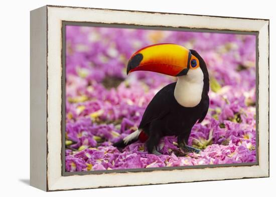 Brazil. Toco Toucan in the Pantanal.-Ralph H^ Bendjebar-Framed Premier Image Canvas