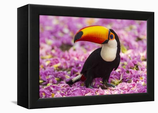 Brazil. Toco Toucan in the Pantanal.-Ralph H^ Bendjebar-Framed Premier Image Canvas