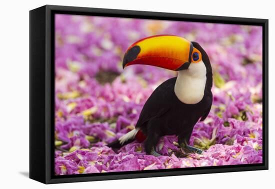 Brazil. Toco Toucan in the Pantanal.-Ralph H^ Bendjebar-Framed Premier Image Canvas