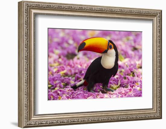 Brazil. Toco Toucan in the Pantanal.-Ralph H^ Bendjebar-Framed Photographic Print