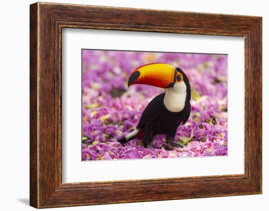 Brazil. Toco Toucan in the Pantanal.-Ralph H^ Bendjebar-Framed Photographic Print