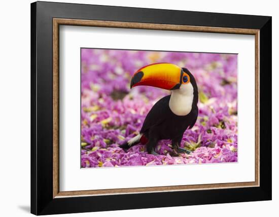 Brazil. Toco Toucan in the Pantanal.-Ralph H^ Bendjebar-Framed Photographic Print