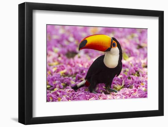 Brazil. Toco Toucan in the Pantanal.-Ralph H^ Bendjebar-Framed Photographic Print