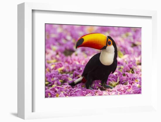 Brazil. Toco Toucan in the Pantanal.-Ralph H^ Bendjebar-Framed Photographic Print