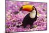 Brazil. Toco Toucan in the Pantanal.-Ralph H^ Bendjebar-Mounted Photographic Print