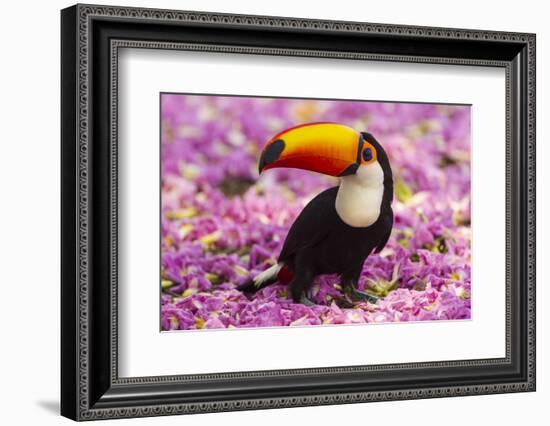 Brazil. Toco Toucan in the Pantanal.-Ralph H^ Bendjebar-Framed Photographic Print