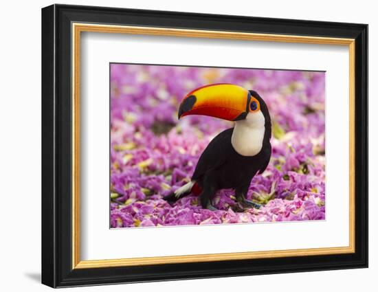 Brazil. Toco Toucan in the Pantanal.-Ralph H^ Bendjebar-Framed Photographic Print